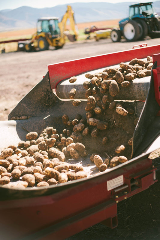 Seed vs Regular Potatoes: What’s the Difference?